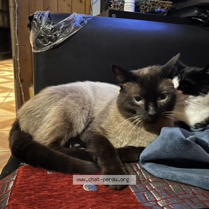 Photo 1/1 Snow Chat lost in Bruxelles