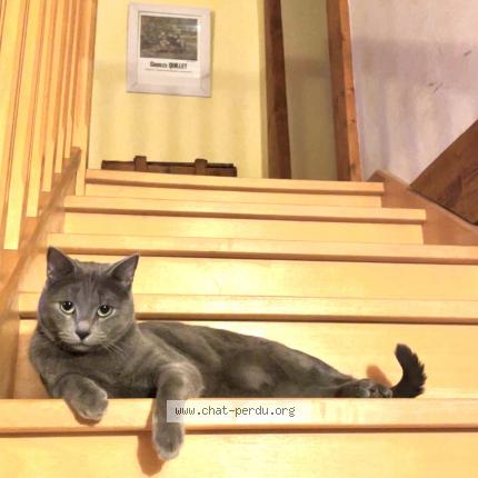 Photo 1/1 Marlou Chat lost in Vaires sur marne