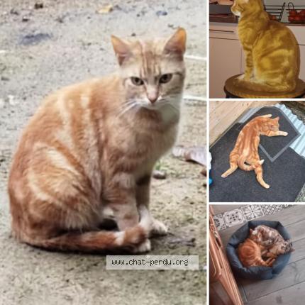 Photo 1/1 Smoothy Chat lost in Trelivan