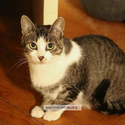 Photo 1/1 Pomponette Chat lost in Brest