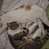 Picture of cat lost at Briare