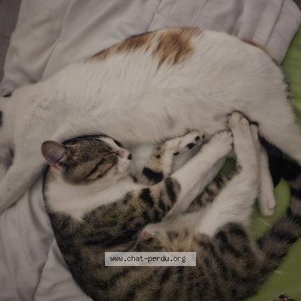 Photo 1/1 TIGROU Chat lost in Briare