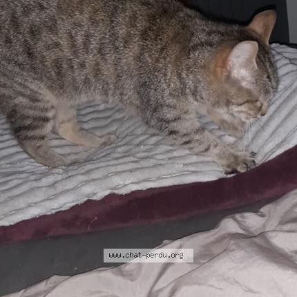 Photo 1/1 Athena Chat lost in Vibrac