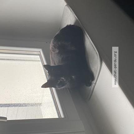 Photo 1/3 Iago Chat lost in Saint pere en retz