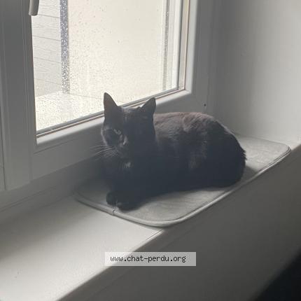 Photo 3/3 Iago Chat lost in Saint pere en retz