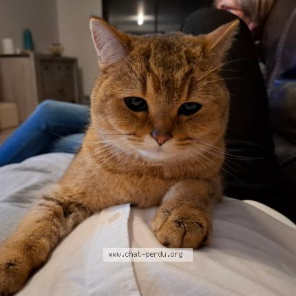 Photo 1/1 Upsy Chat lost in Change