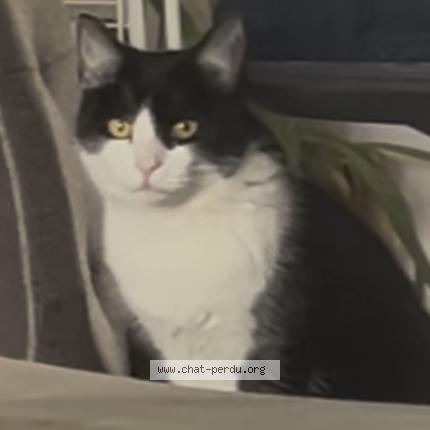 Photo 1/1 Cookie Chat lost in Savignac