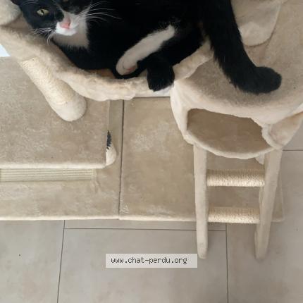 Photo 1/1 Zazou Chat lost in Chambon