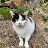 Picture of cat lost at Couzeix