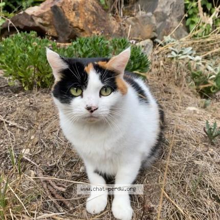 Photo 1/1 Vesta Chat lost in Couzeix