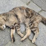 Picture of cat found at St Brieuc