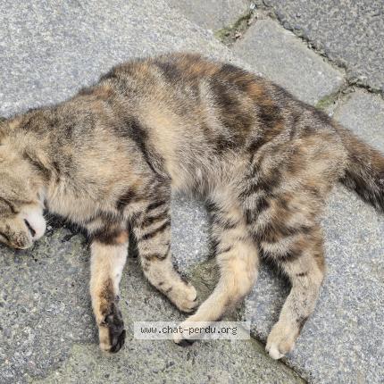 Photo 1/1 Found cat Found in St brieuc