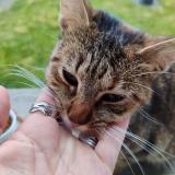 Picture of cat found at La Renaudiere