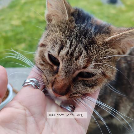 Photo 1/1 Cat reunited Found in La renaudiere