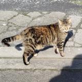 Picture of cat lost at Cugny