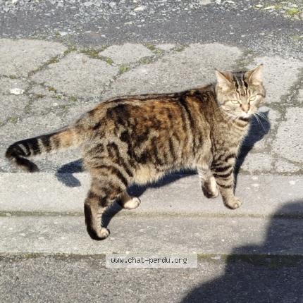 Photo 1/1 Chipie Chat lost in Cugny