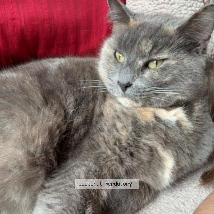 Photo 1/1 Kachou Chat lost in Aubagne