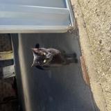 Picture of cat lost at Saint Laurent De La Salle