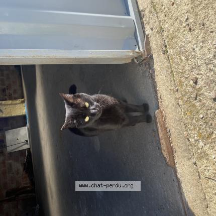 Photo 1/1 Shinny Chat lost in Saint laurent de la salle