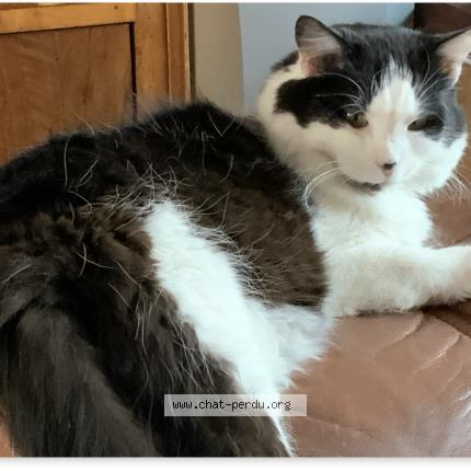 Photo 1/1 Pégase Chat lost in Reims