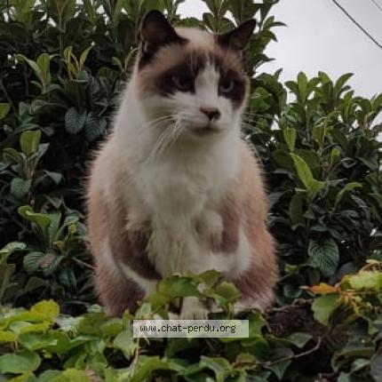 Photo 1/1 Soleil Chat lost in Villejuif