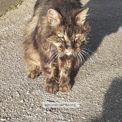 Photo 1/1 Cat reunited Found in Toulon