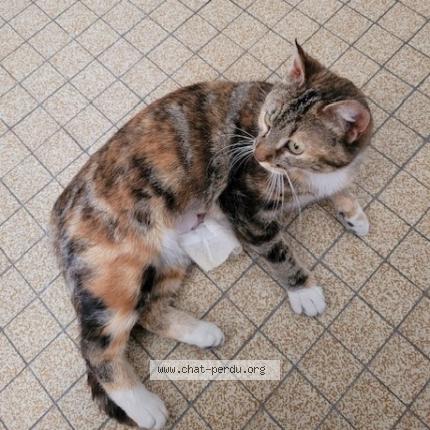 Photo 1/1 CHAUSSETTE Chat lost in Macon