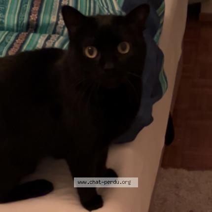 Foto 1/1 Wiedergefundene Katze Verloren in Lausanne