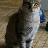 Picture of cat lost at Chateauroux