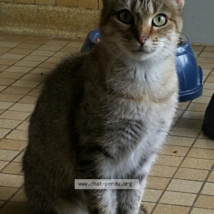 Photo 1/1 LOULA Chat lost in Chateauroux