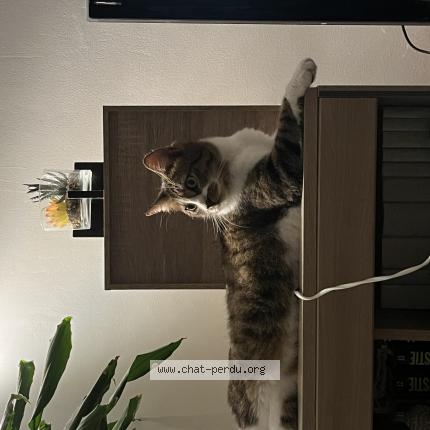 Photo 1/1 Snoopy Chat lost in Medis