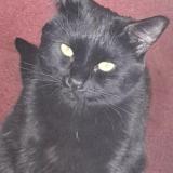 Picture of cat lost at Cambrai