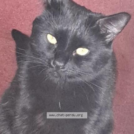 Photo 1/1 Flippeur Chat lost in Cambrai