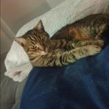 Picture of cat lost at Masserville