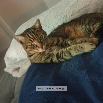 Photo 1/1 Tigrou Chat lost in Masserville