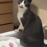 Picture of cat lost at Tourcoing