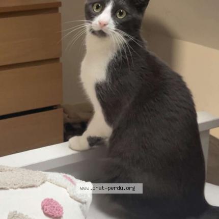 Photo 1/1 Nala Chat lost in Tourcoing