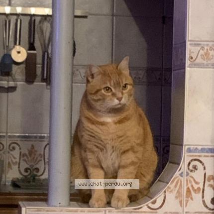 Photo 1/1 Spooky Chat lost in Lamnay