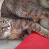 Picture of cat lost at Saint Symphorien