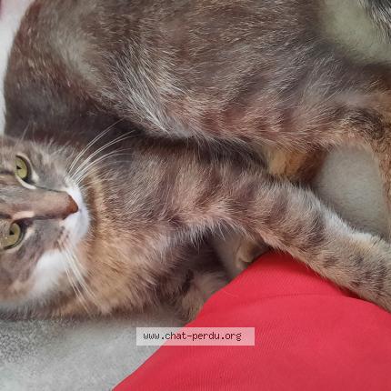 Photo 1/1 Ti polz Chat lost in Saint symphorien