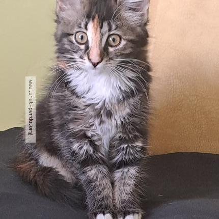 Photo 1/1 Bella Chat lost in Liergues