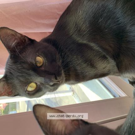 Photo 1/1 Tekila Chat lost in Arnouville