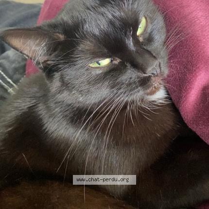 Photo 1/1 baguera Chat lost in Champagne sur l oise