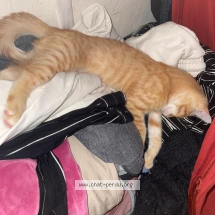 Photo 1/1 Sunna Chat lost in Le mans