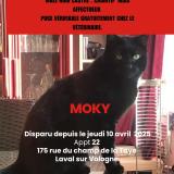 Picture of cat lost at Laval Sur Vologne