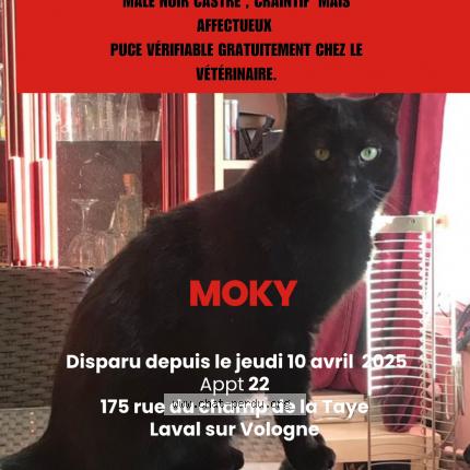 Photo 1/1 Moky Chat lost in Laval sur vologne