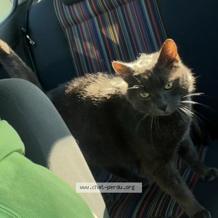 Photo 1/1 Cooki Chat lost in Saint vincent en bresse