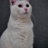 Picture of cat lost at Ormoy