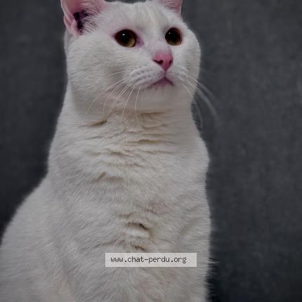 Photo 1/1 Popeye Chat lost in Ormoy