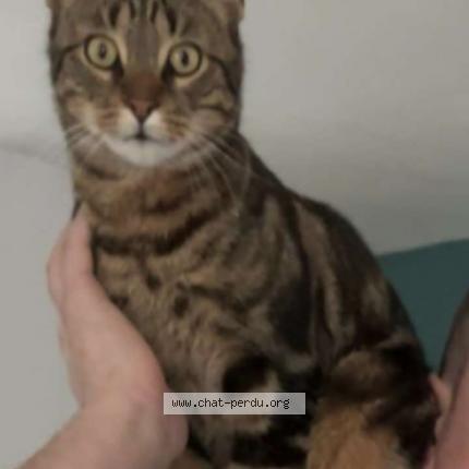 Photo 1/1 Champion Chat lost in Vieuvy